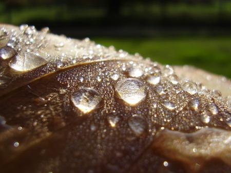 Watery Leaf