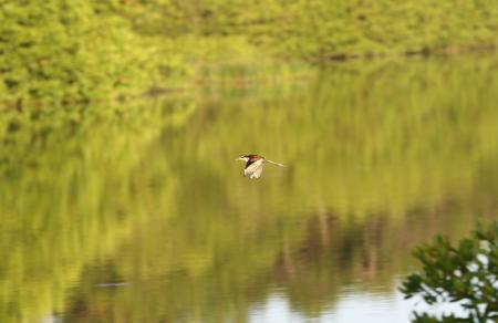 Wattled Jacana, Trinidad