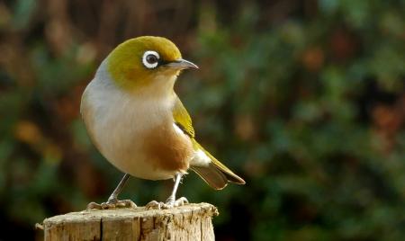 Wax or Silver eye.(Zosterops lateralis)