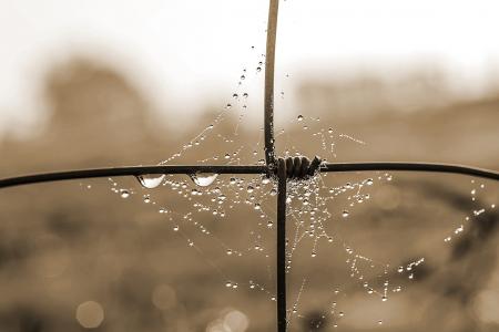 Web on the Fence