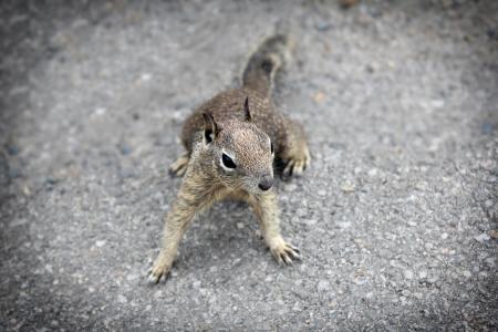 Week 7 (February 15-21) Squirrels