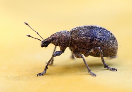 Weevil