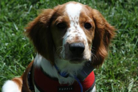 Welsh Springer