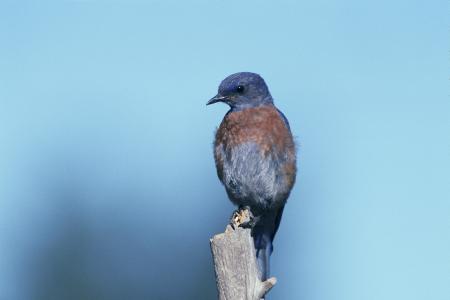 Western Bluebird