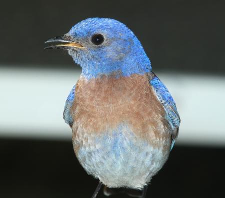 Western Bluebird