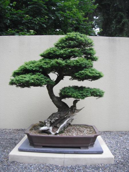 Western hemlock bonsai