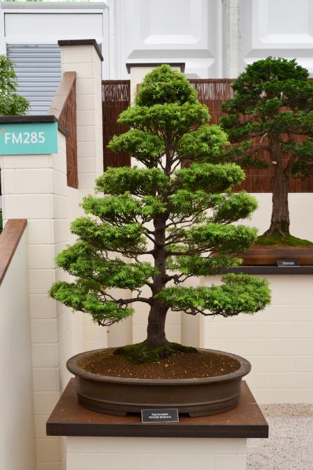Western hemlock bonsai