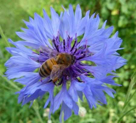 Western Honeybee on the Flower