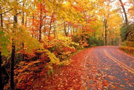 Wet Autumn Foliage