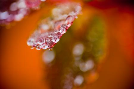 Wet Autumn Foliage Details