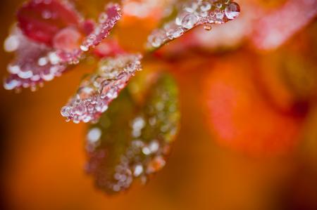 Wet Autumn Foliage