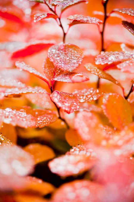 Wet Autumn Leafs after Rain