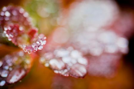 Wet Autumn
