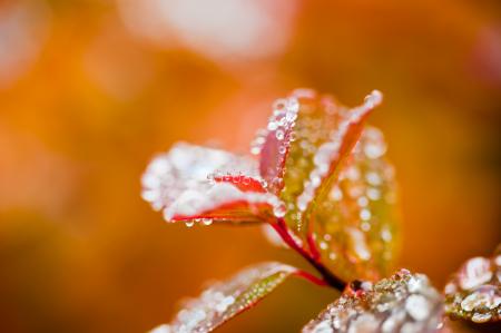 Wet Foliage in Autumn