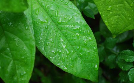 Wet green plant
