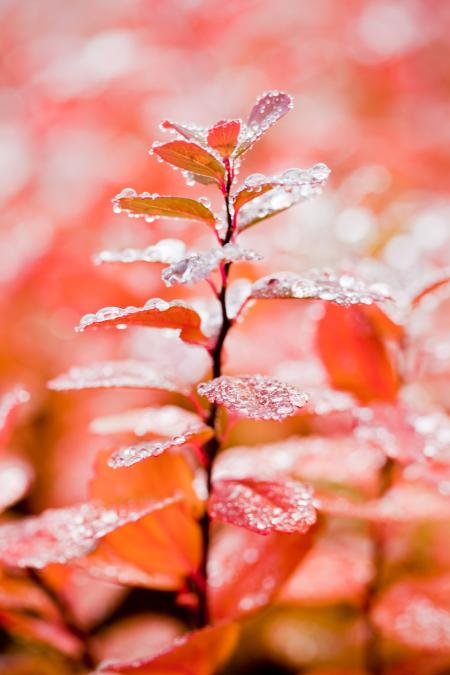 Wet Leaves in Autumn