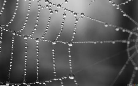Wet Spider Web