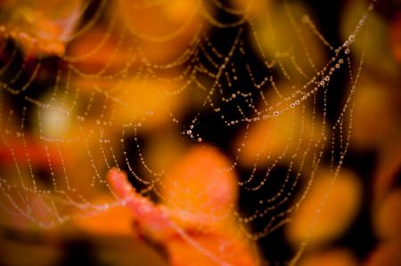 Wet spider web