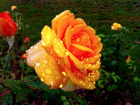 Wet yellow flower