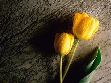 Yellow Tulip