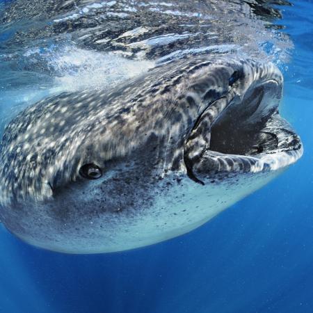 Whale Shark