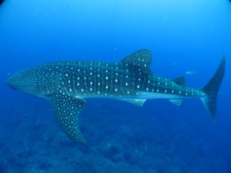 Whale Shark in the Ocean