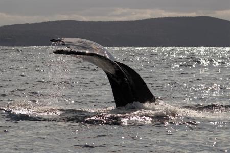 Whale tail
