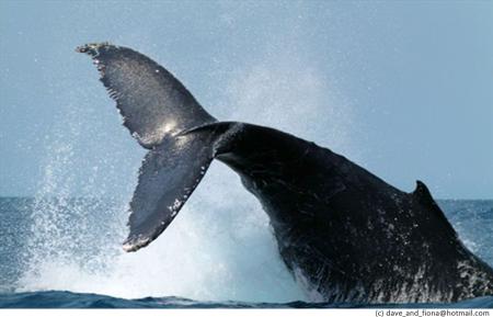 Whale's Tail