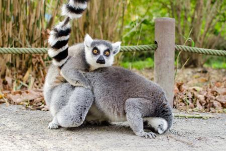 What? (Ring-tailed lemur)