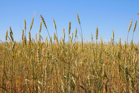 Wheat
