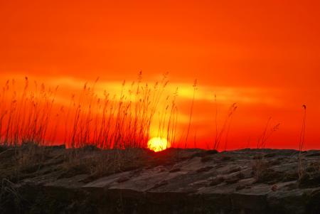 Wheat during Sunset