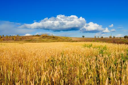 Wheat Field