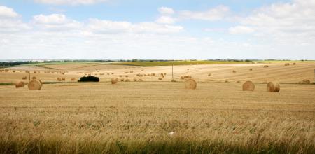 Wheat field landscape