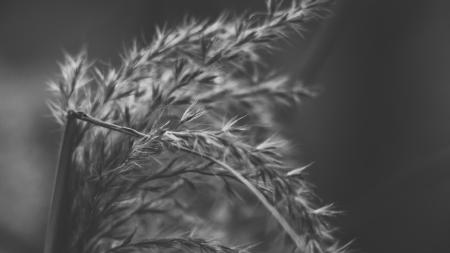 Wheat Stalk