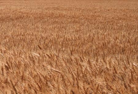 Wheat