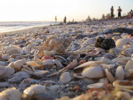 Where The Shell Meets the Sand