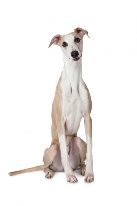 Whippet