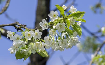 White 5 Petaled Flower
