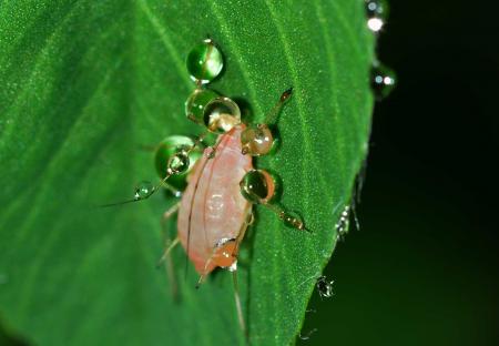 White 6 Legged Insect on Green Leaf