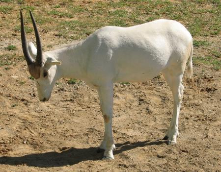 White Addax