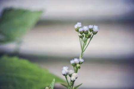 White Ageratum Close Up Photography