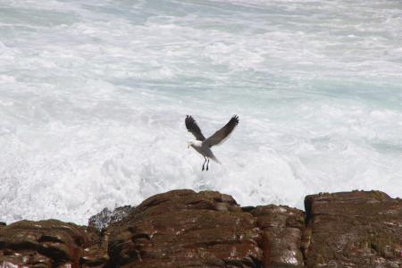 White Albatros Flying over Body of Water