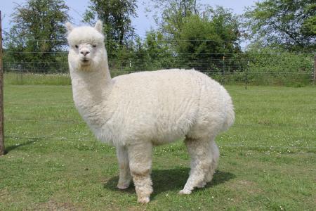 White Alpaca