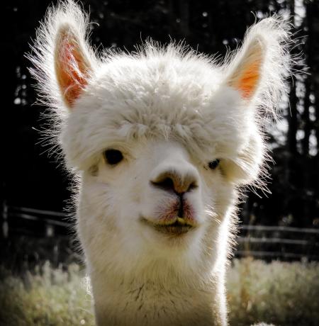 White Alpaca