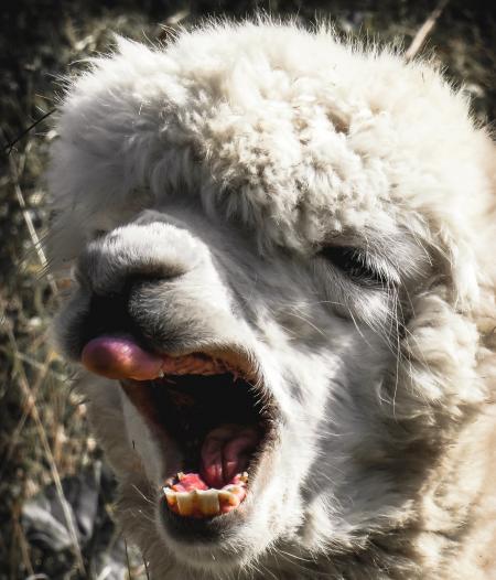 White Alpaca