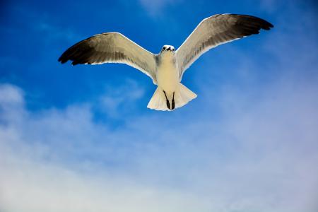 White and Black Bird