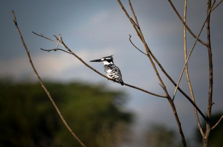 White and Black Bird on Brown Tree Stem