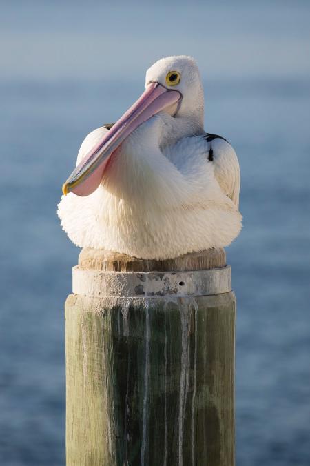 White and Black Bird on Brown Wooden Post