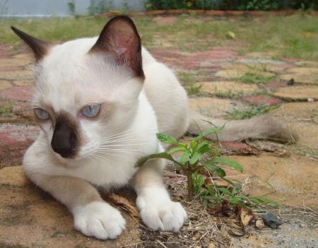 White and Black Burmese Cat
