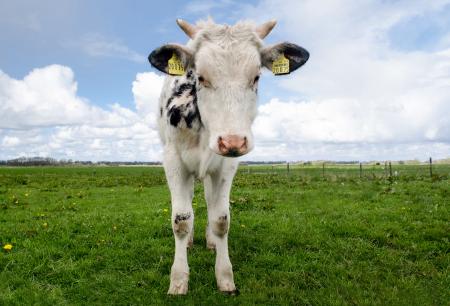 White and Black Cow during Daytime